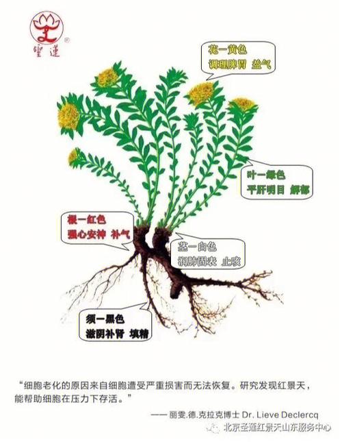 常见植物知识普及（常见植物大全 种类）-第1张图片-多多自然网