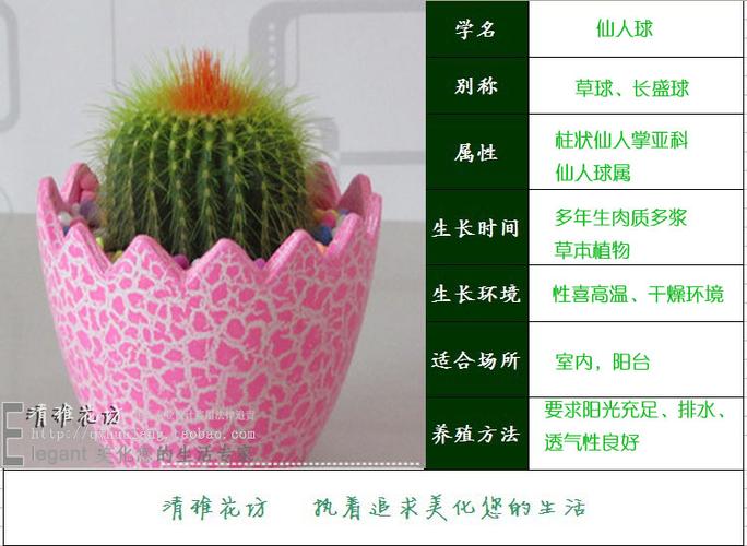 草本植物养护知识（草本植物养护知识点总结）-第1张图片-多多自然网