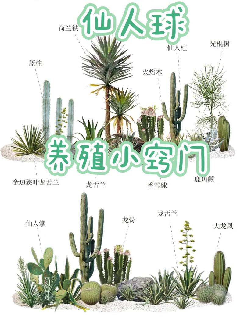 草本植物养护知识（草本植物养护知识点总结）-第4张图片-多多自然网