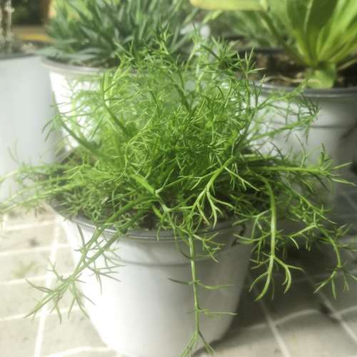 草本植物养护知识（草本植物养护知识点总结）-第6张图片-多多自然网