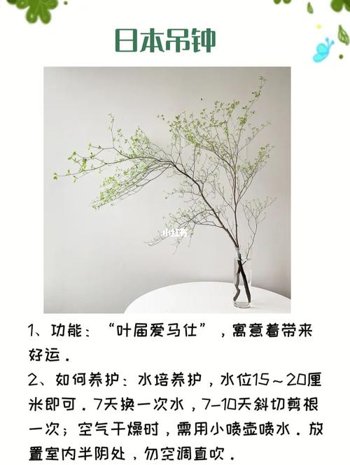 家庭植物养护知识（家庭植物养护知识培训）-第6张图片-多多自然网