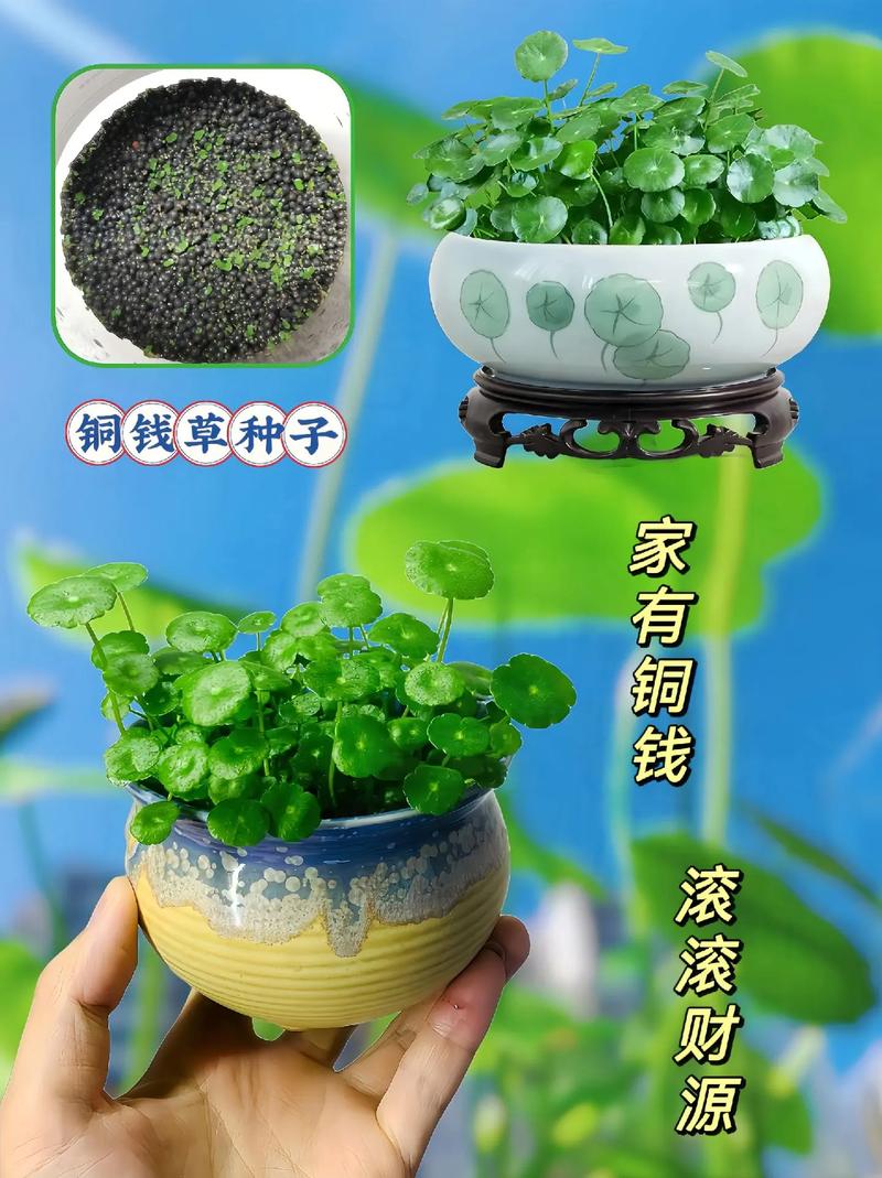 东北厚叶绿植怎么养护和管理（厚叶子的盆景）-第3张图片-多多自然网