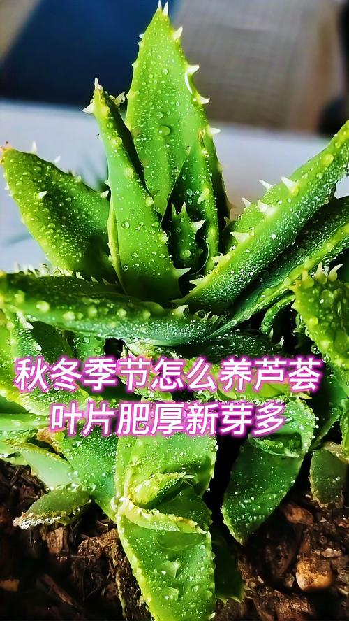 东北厚叶绿植怎么养护和管理（厚叶子的盆景）-第7张图片-多多自然网