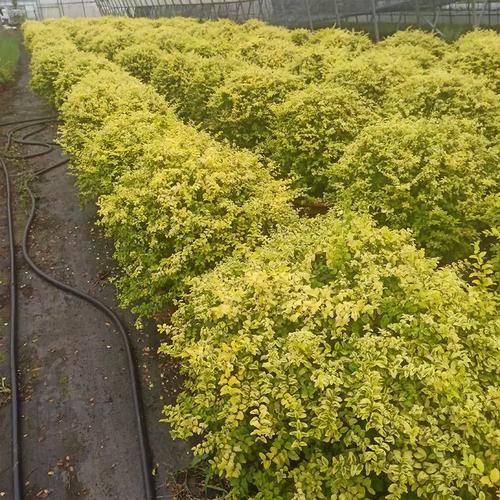 灌木北方植物盆栽养护知识（北方景观灌木）-第1张图片-多多自然网