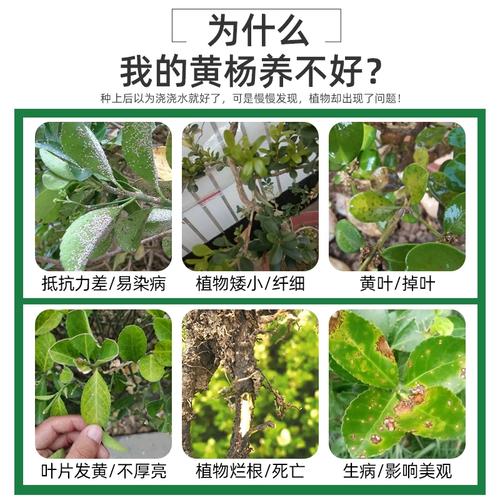 灌木北方植物盆栽养护知识（北方景观灌木）-第2张图片-多多自然网