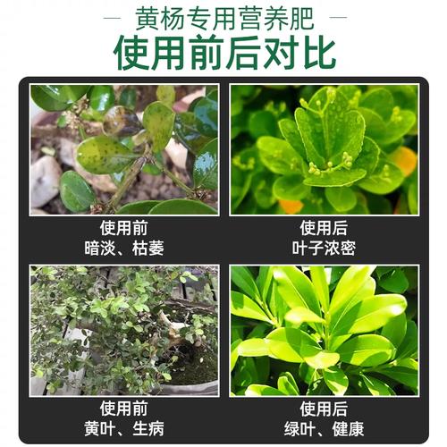 灌木北方植物盆栽养护知识（北方景观灌木）-第3张图片-多多自然网