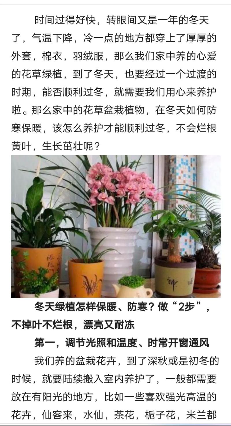 东北绿植盆栽怎么养护和浇水（东北室内盆栽）-第3张图片-多多自然网