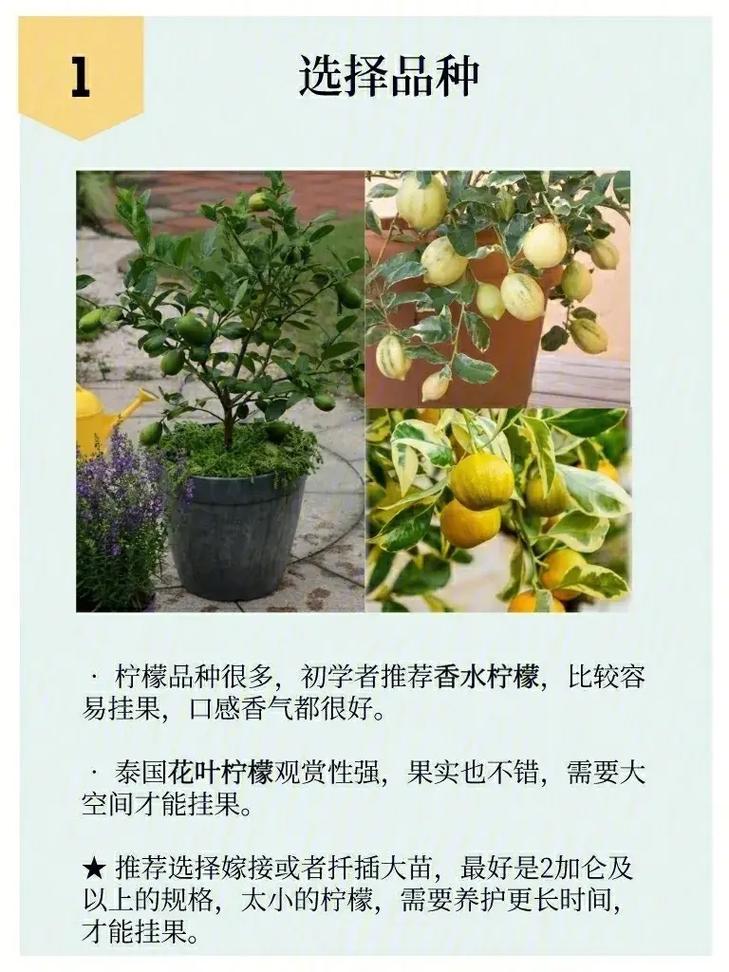 东北绿植盆栽怎么养护和浇水（东北室内盆栽）-第4张图片-多多自然网