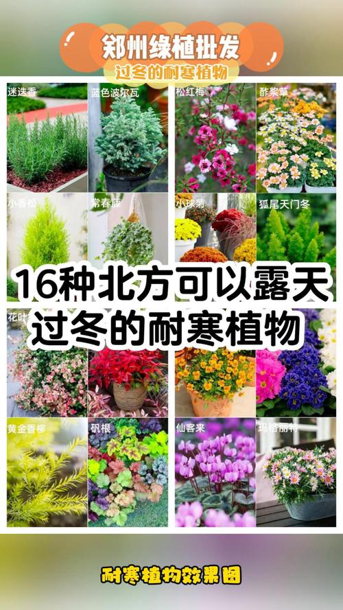 北方适合室外种植的植物养护知识（适合北方室外种植的绿植）-第6张图片-多多自然网