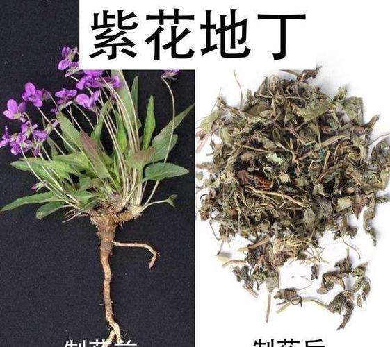 病菌与植物之间的关系（病毒与植物的关系）-第6张图片-多多自然网