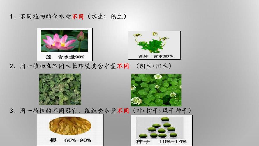 不同类型植物与水的关系（不同类型植物与水的关系有哪些）-第5张图片-多多自然网