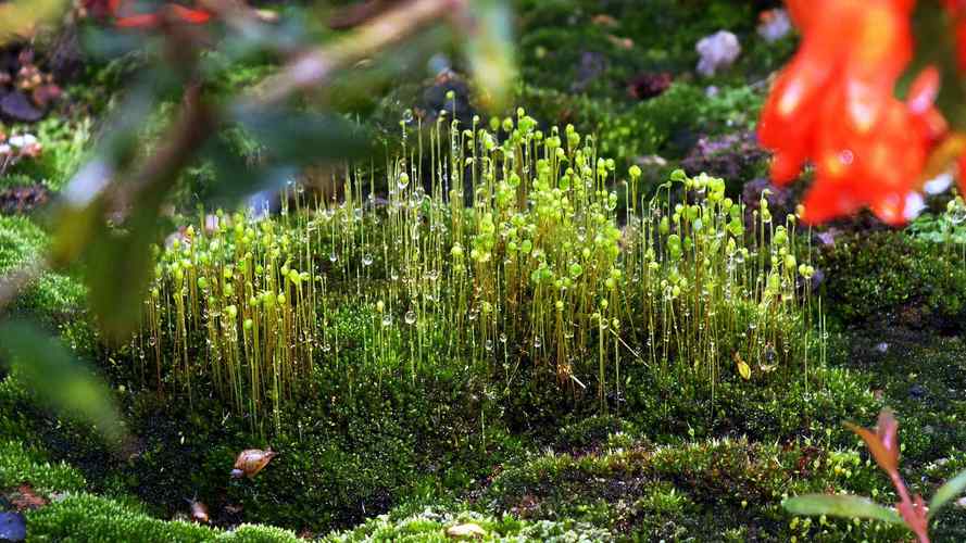 草本植物与苔原的关系是什么（草本植物与苔原的关系是什么呢）-第1张图片-多多自然网