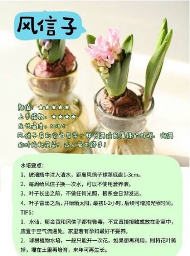 定植蓝水培绿植怎样养护（水草定植篮使用技巧）-第4张图片-多多自然网