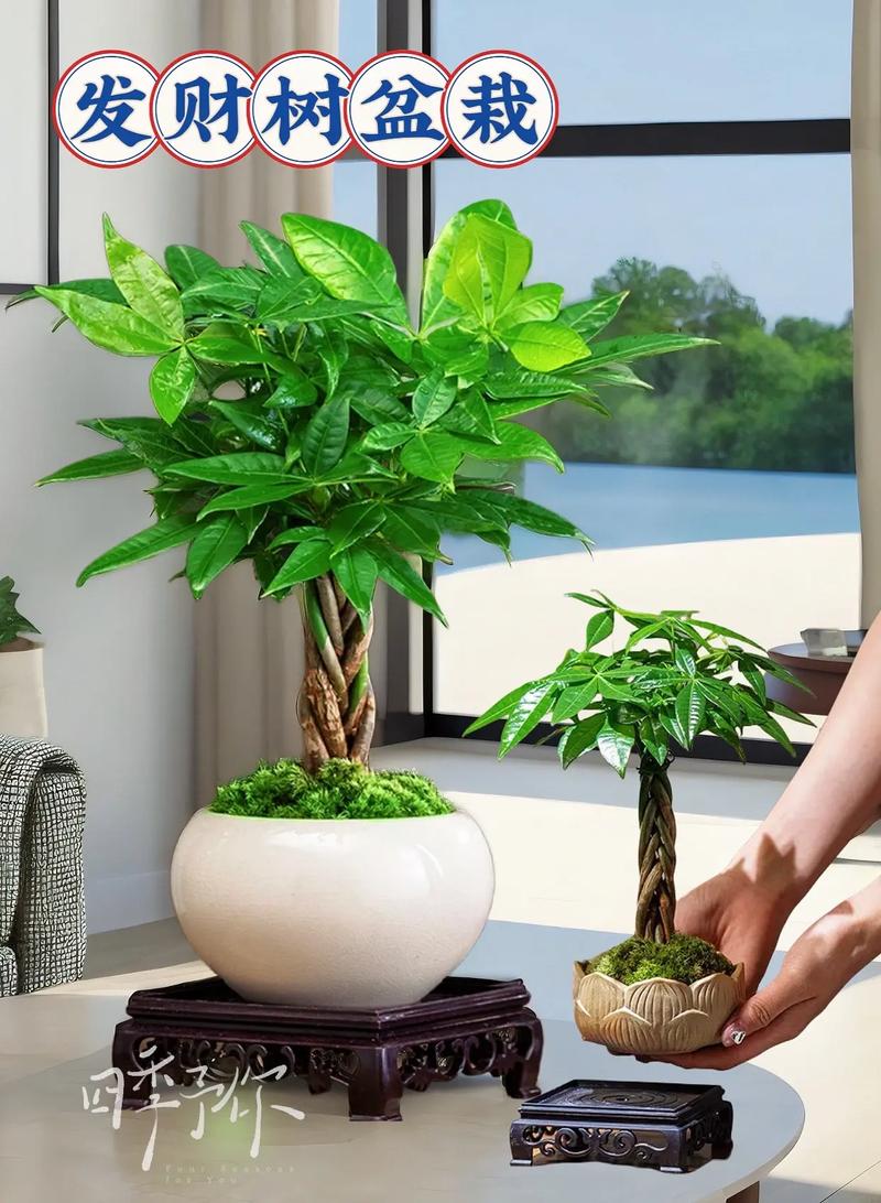 定植蓝水培绿植怎样养护（水草定植篮使用技巧）-第5张图片-多多自然网