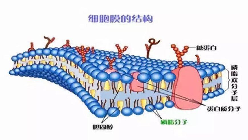 胆固醇与植物的关系（胆固醇在植物细胞中的作用）-第2张图片-多多自然网