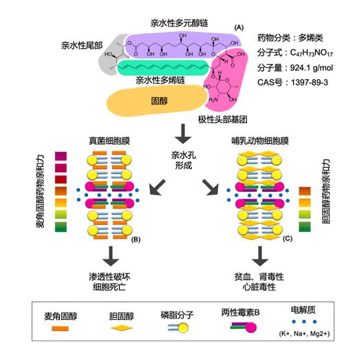 胆固醇与植物的关系（胆固醇在植物细胞中的作用）-第6张图片-多多自然网