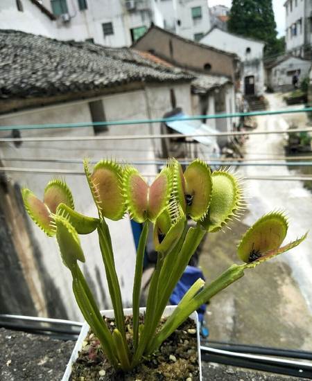 捕虫植物与蟑螂的关系（捕食蟑螂的植物）-第5张图片-多多自然网