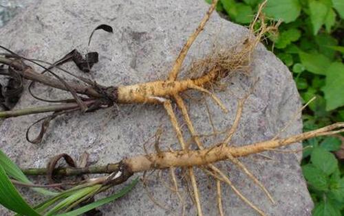 柴胡植物科普知识有哪些（柴胡植物科普知识有哪些内容）-第3张图片-多多自然网