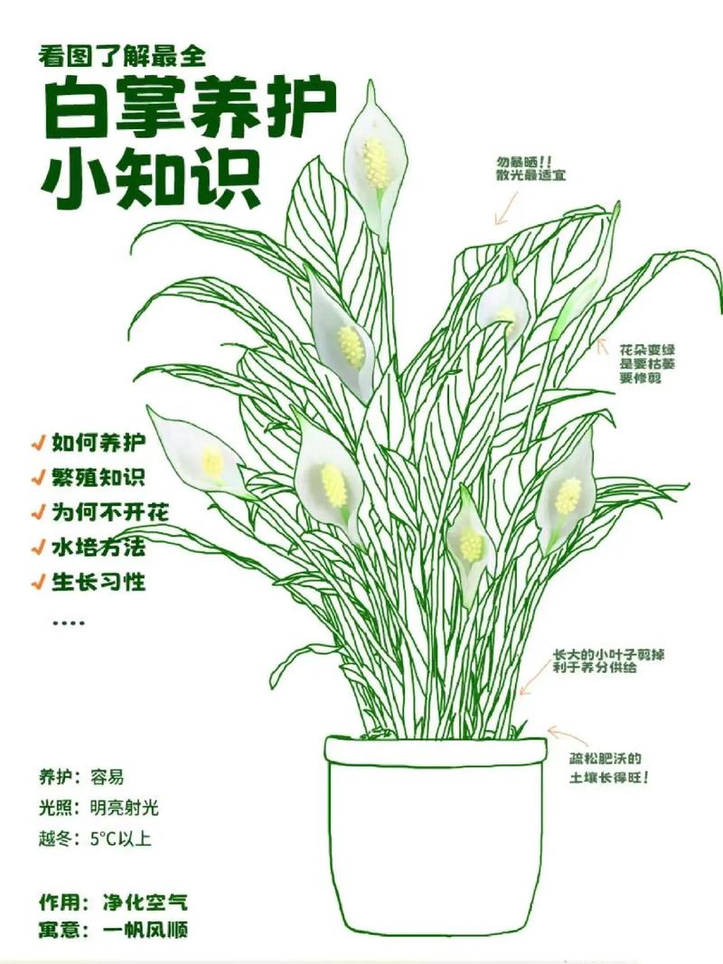 白掌植物养护知识大全（白掌植物养护知识大全图片）-第1张图片-多多自然网