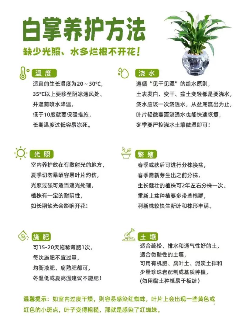 白掌植物养护知识大全（白掌植物养护知识大全图片）-第3张图片-多多自然网