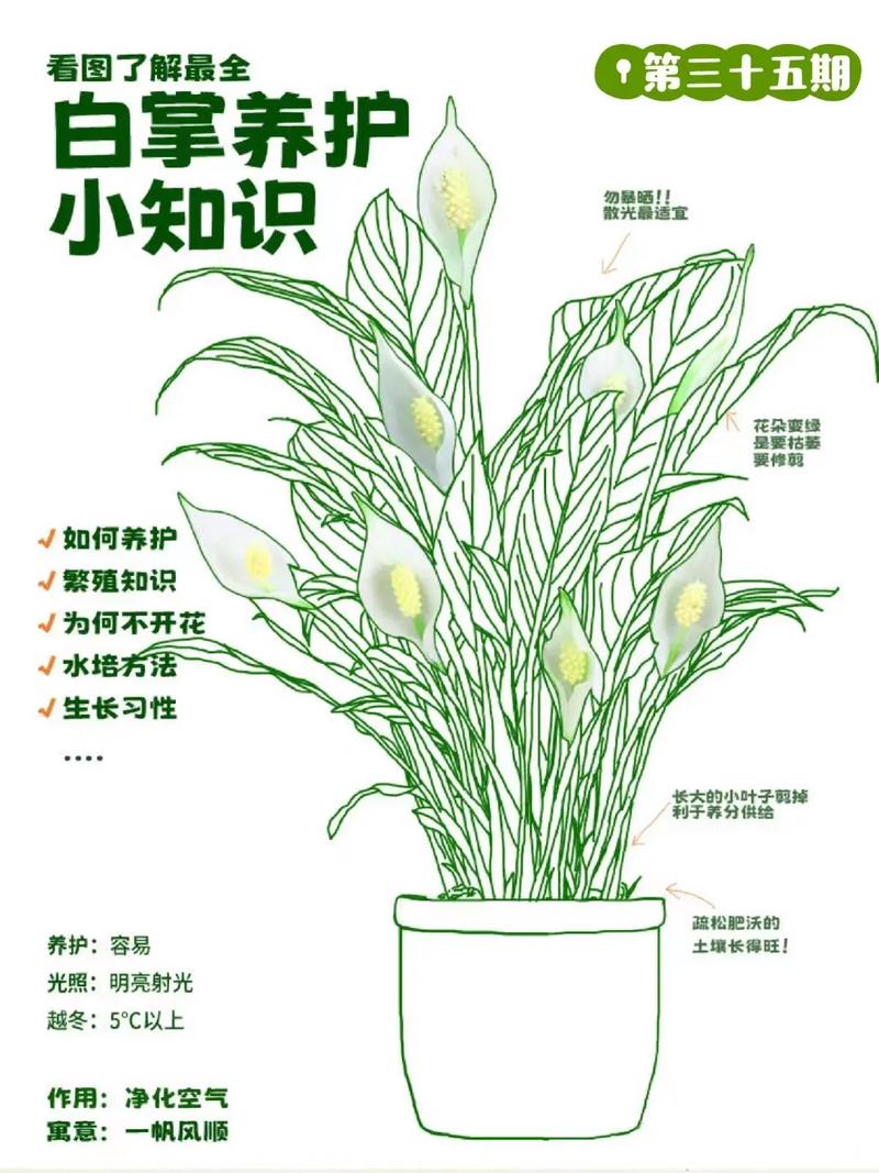 白掌植物养护知识大全（白掌植物养护知识大全图片）-第7张图片-多多自然网