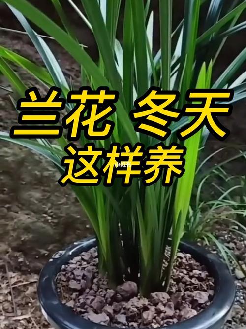 花卉植物冬天养护知识内容（花卉植物冬天养护知识内容图片）-第1张图片-多多自然网