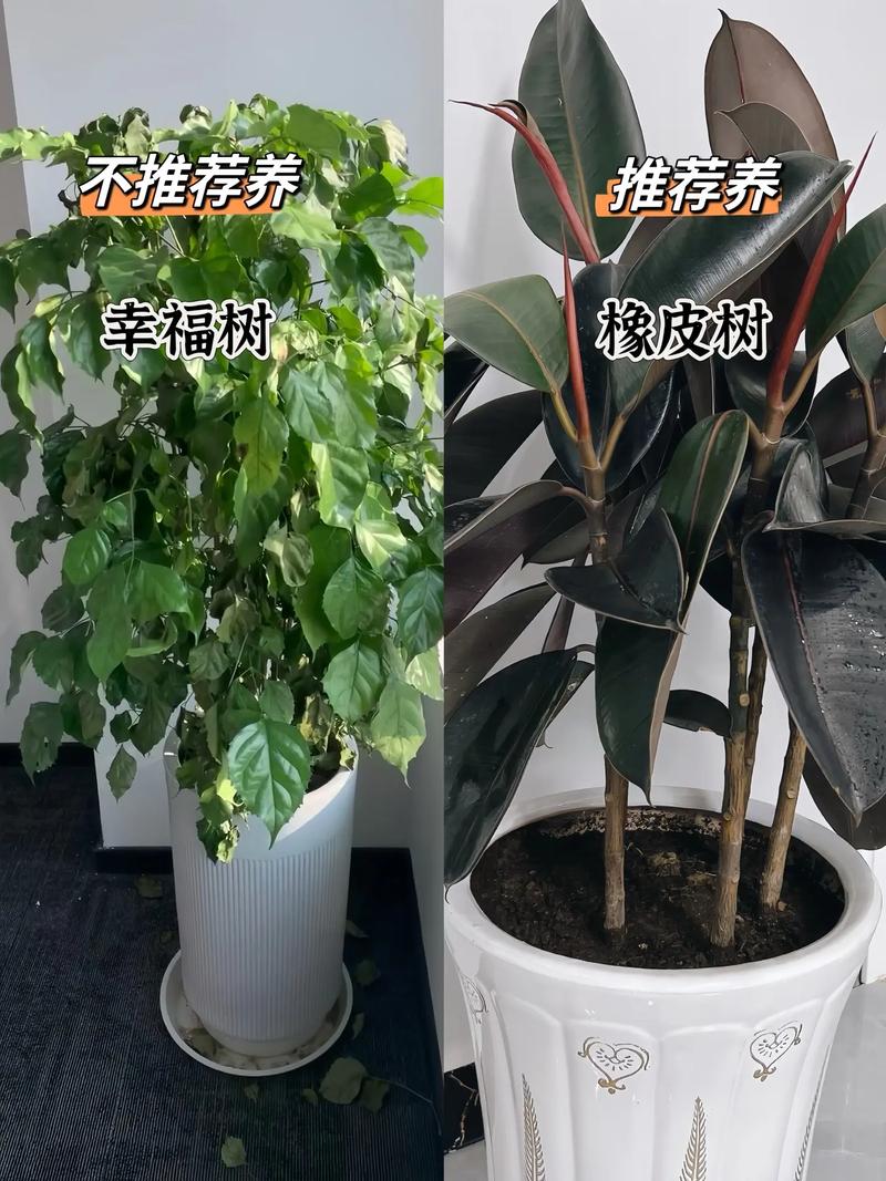 花卉植物冬天养护知识内容（花卉植物冬天养护知识内容图片）-第8张图片-多多自然网