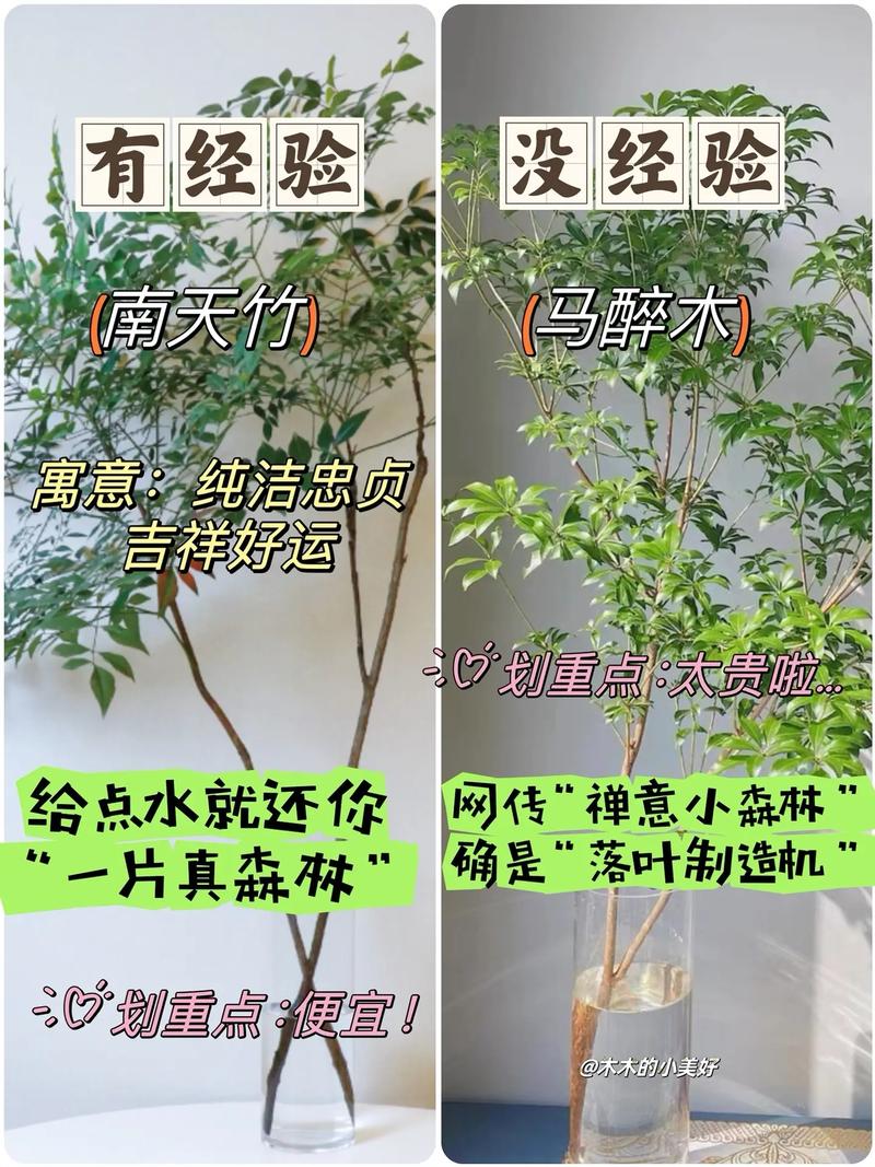 冬季搬家绿植怎么养护（冬季搬家绿植怎么养护好）-第4张图片-多多自然网