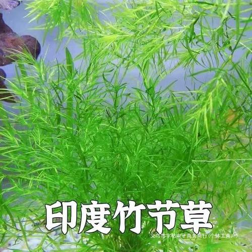 池塘植物科普知识（池塘观赏植物）-第7张图片-多多自然网