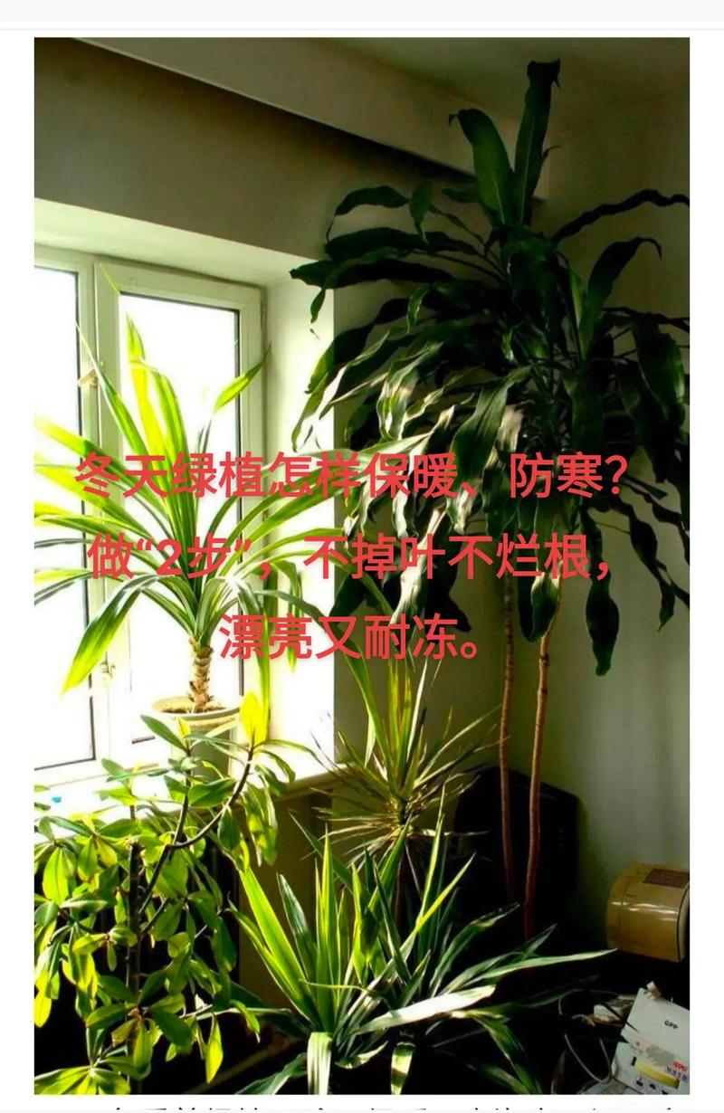 冬季北方室内绿植养护措施（北方冬季绿化植物）-第4张图片-多多自然网