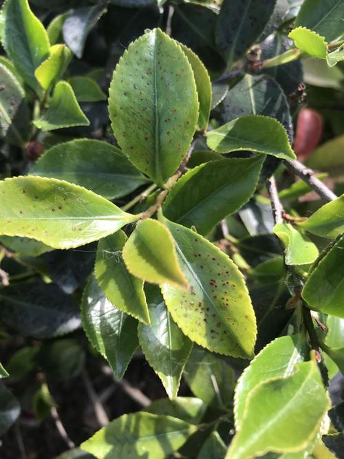 冬季插花绿植怎么养护好（冬季插花大概有什么花）-第7张图片-多多自然网