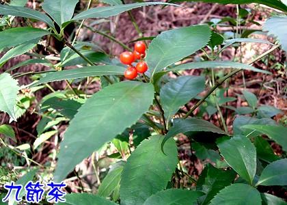 草药植物知识百科大全九根草（九丛根草图片）-第4张图片-多多自然网