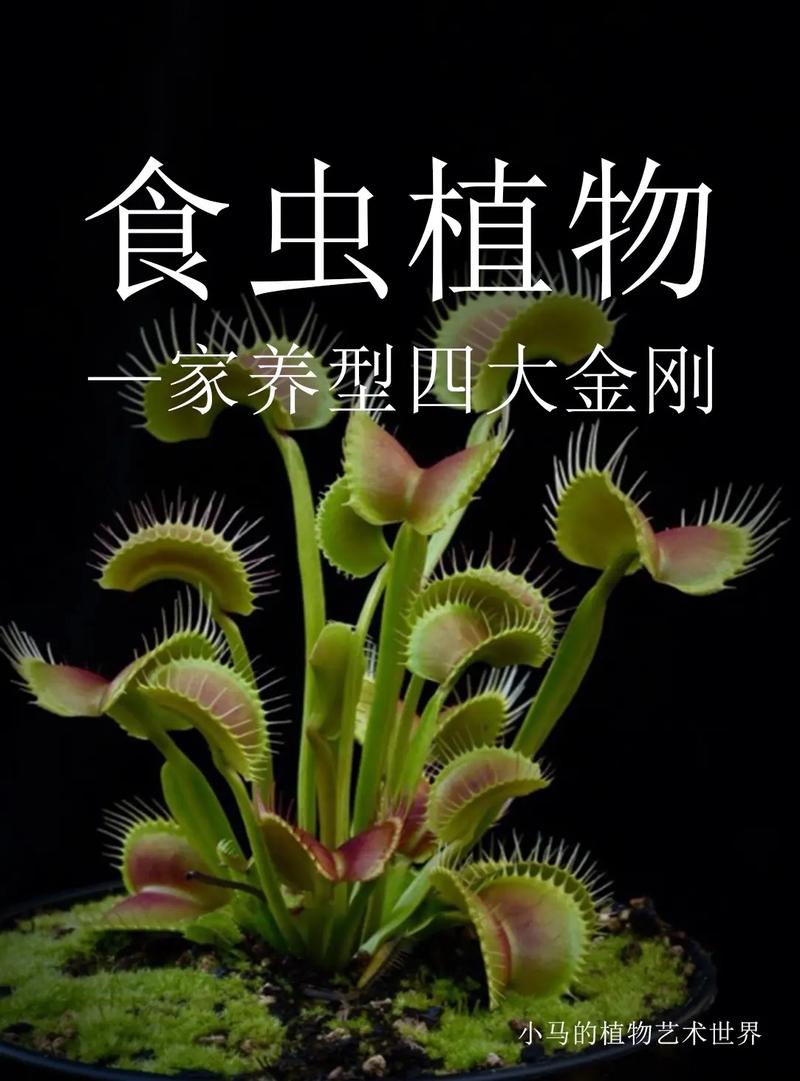 吃昆虫的植物知识（吃昆虫的植物知识大全）-第5张图片-多多自然网