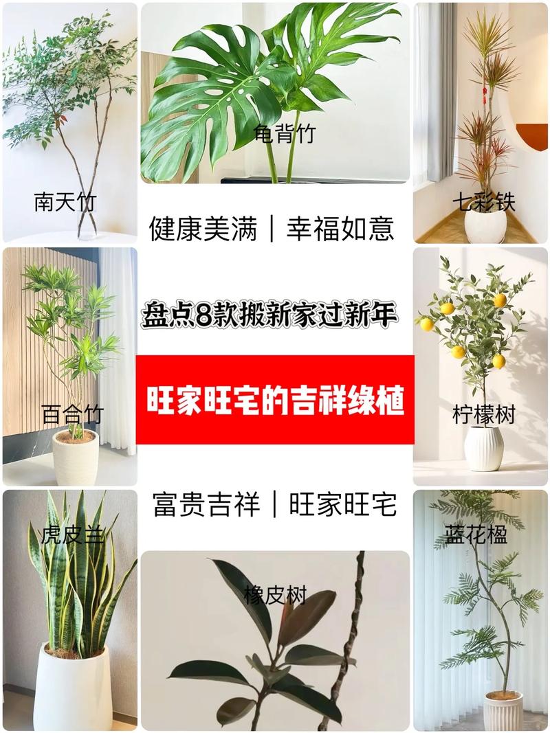 冬季搬家绿植怎么养护呢（冬季搬家绿植怎么养护呢）-第6张图片-多多自然网