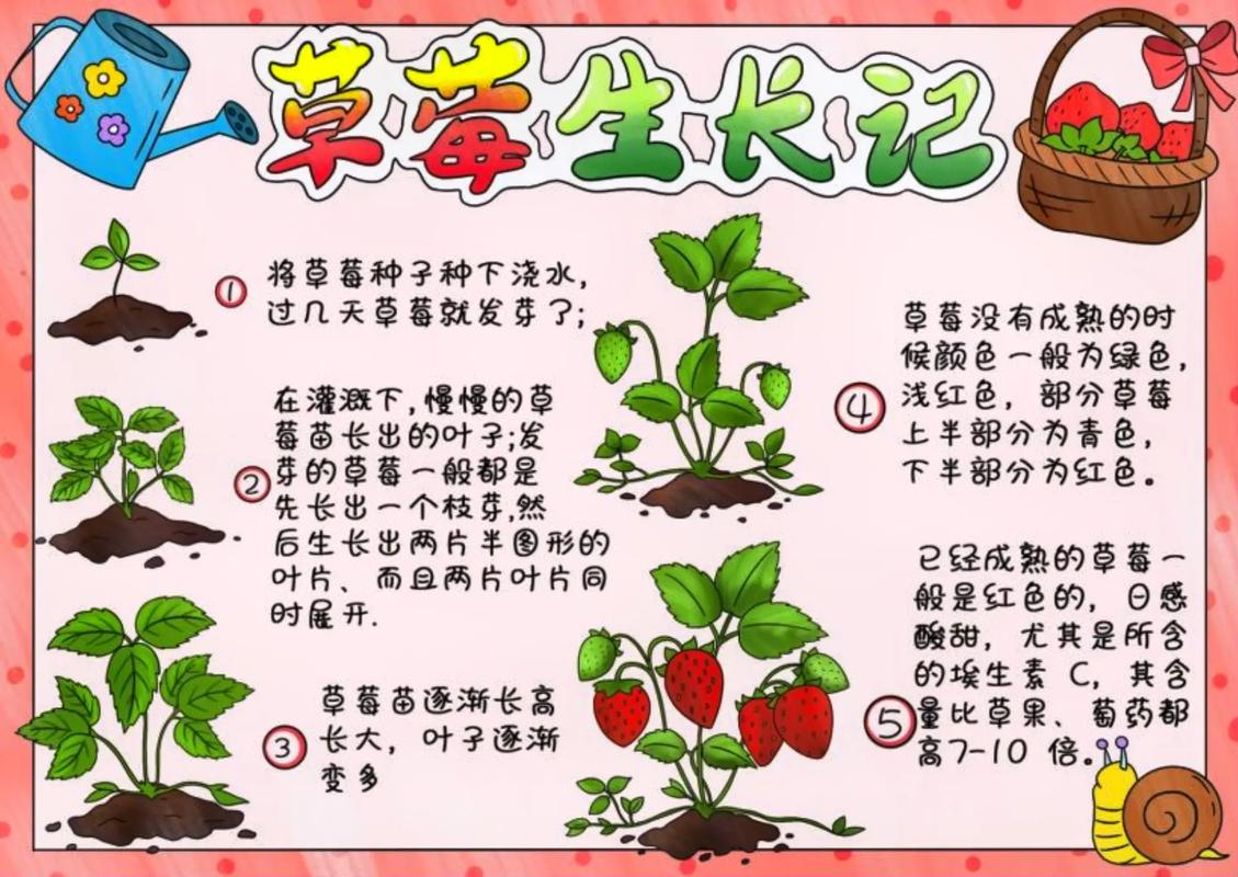 草莓植物小知识简短版（草莓植物简介）-第1张图片-多多自然网