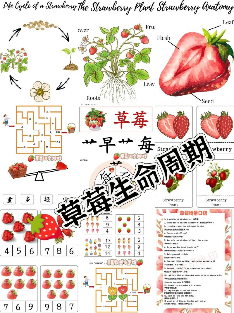 草莓植物小知识简短版（草莓植物简介）-第4张图片-多多自然网