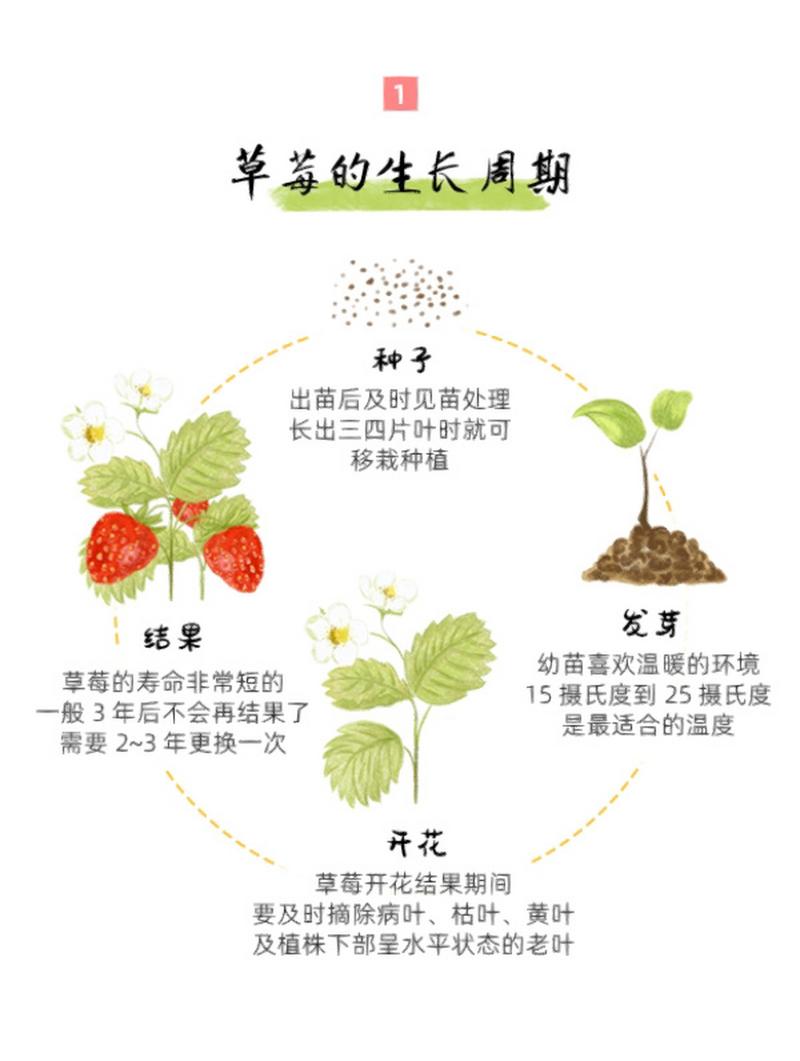 草莓植物小知识简短版（草莓植物简介）-第5张图片-多多自然网