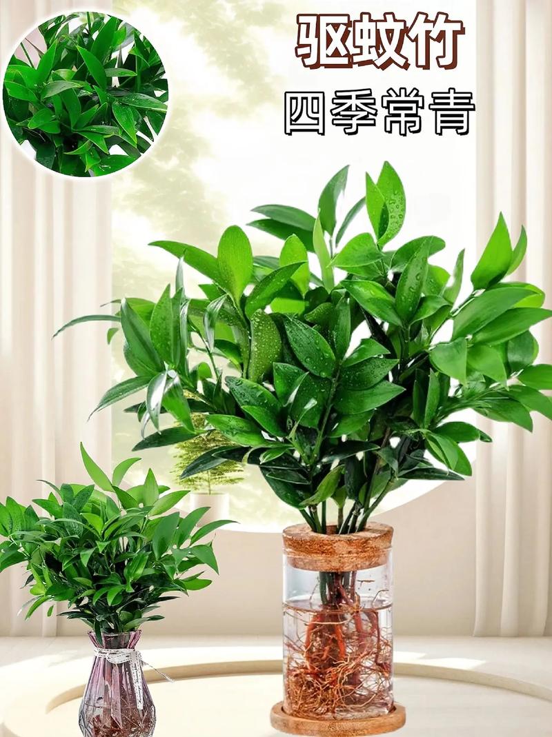 定植蓝水培绿植怎么养护（定植蓝怎么使用的）-第1张图片-多多自然网