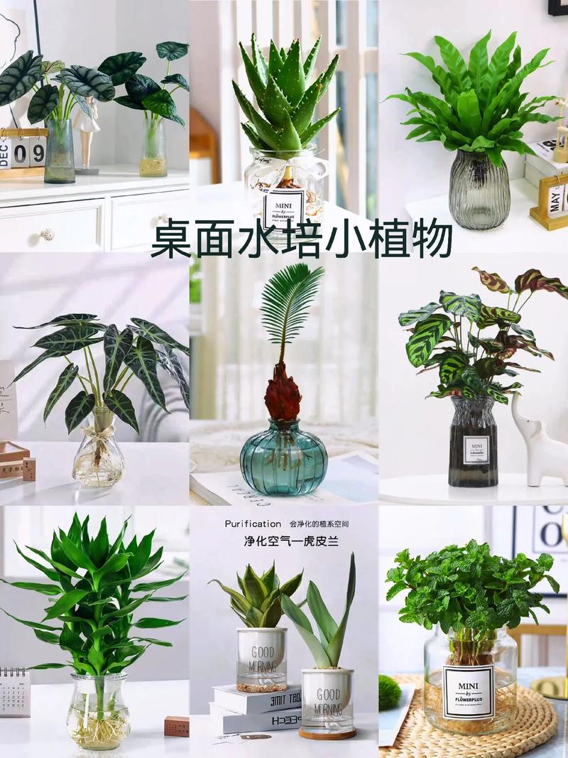 定植蓝水培绿植怎么养护（定植蓝怎么使用的）-第3张图片-多多自然网