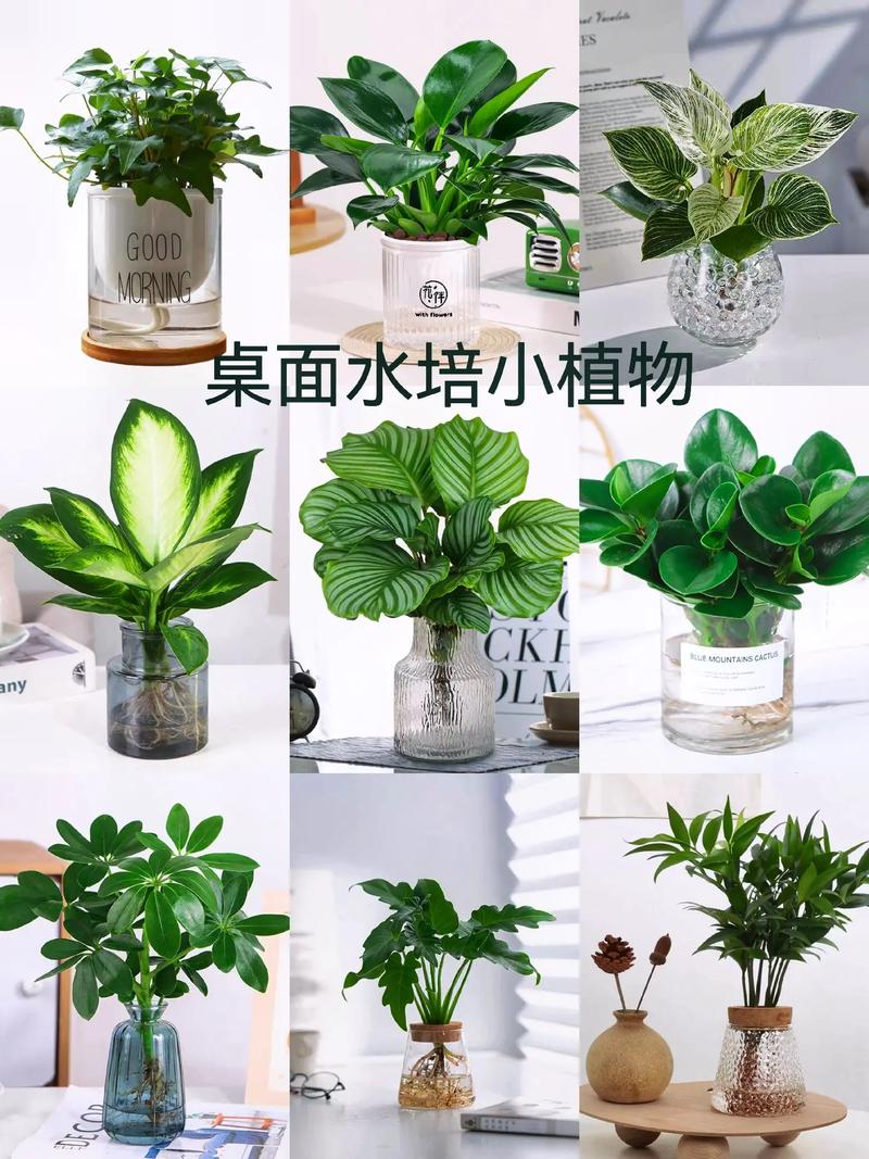 定植蓝水培绿植怎么养护（定植蓝怎么使用的）-第6张图片-多多自然网