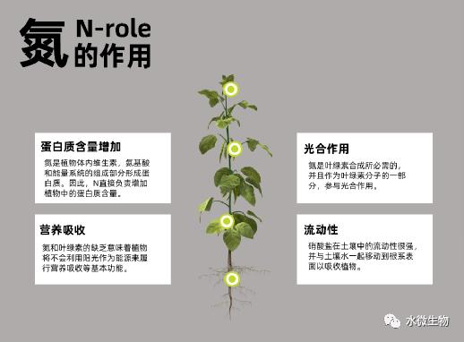 氮与植物叶绿素含量的关系（氮元素与叶绿素合成有关）-第1张图片-多多自然网