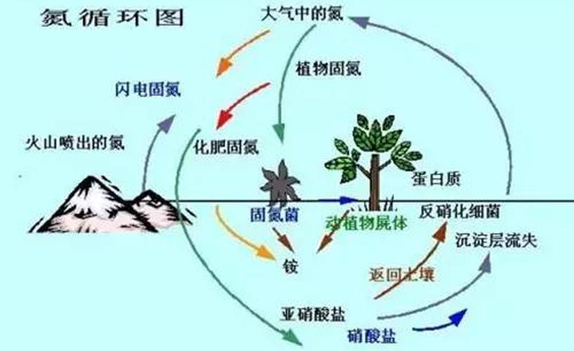 氮与植物叶绿素含量的关系（氮元素与叶绿素合成有关）-第2张图片-多多自然网