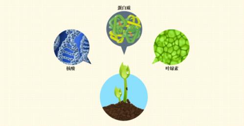 氮与植物叶绿素含量的关系（氮元素与叶绿素合成有关）-第3张图片-多多自然网