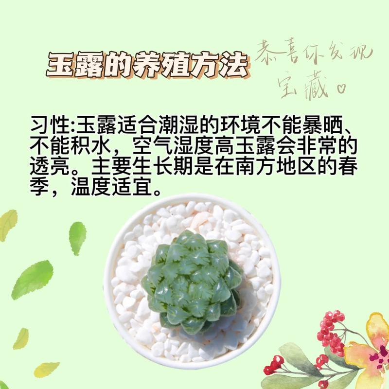 多肉植物日常养护知识大全（多肉植物日常养护知识大全图解）-第5张图片-多多自然网