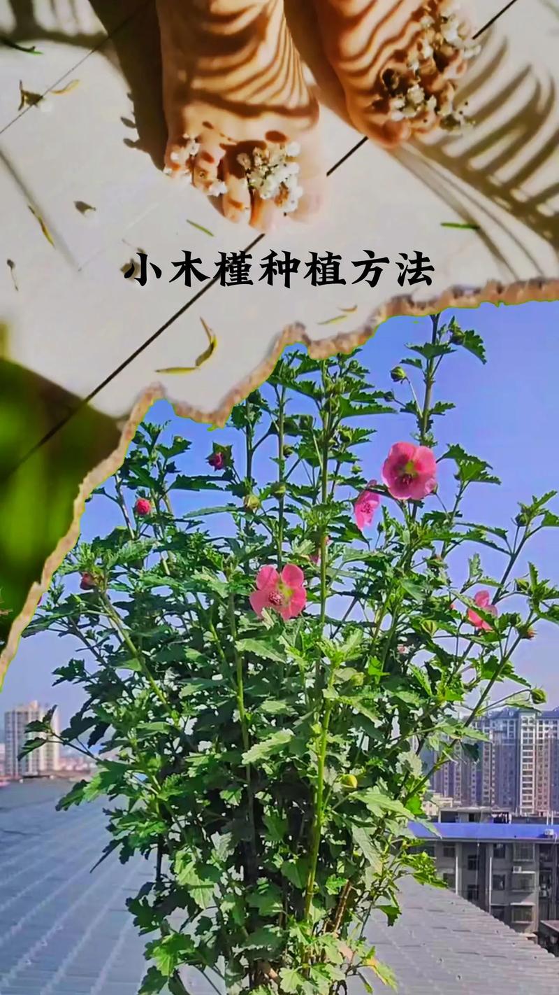 常见热带植物科普知识大全（常见热带植物科普知识大全视频）-第1张图片-多多自然网