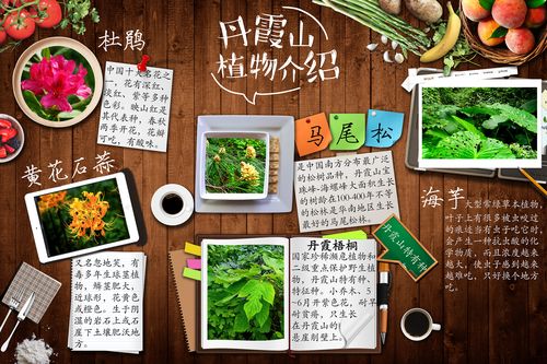 保护野生植物科普知识有哪些（保护野生植物的概念）-第4张图片-多多自然网