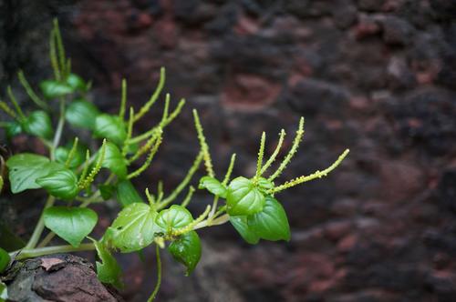 保护野生植物科普知识有哪些（保护野生植物的概念）-第5张图片-多多自然网