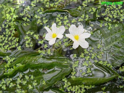 草药植物车前草知识百科大全（车前草植物学特征）-第4张图片-多多自然网