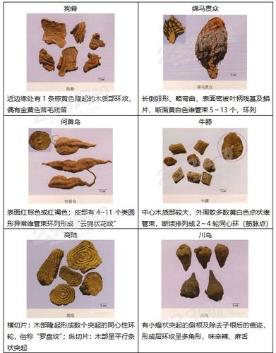 草药植物知识介绍大全（草药植物大全名字和图片大全集）-第1张图片-多多自然网