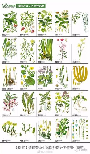 草药植物知识介绍大全（草药植物大全名字和图片大全集）-第3张图片-多多自然网